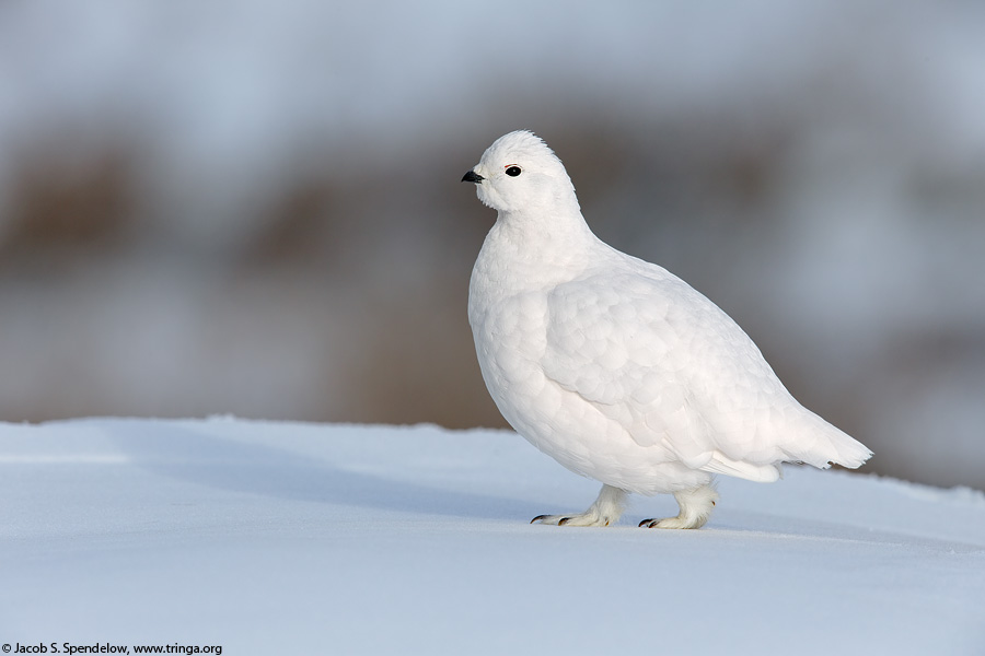 White-tailed Ptarmigan