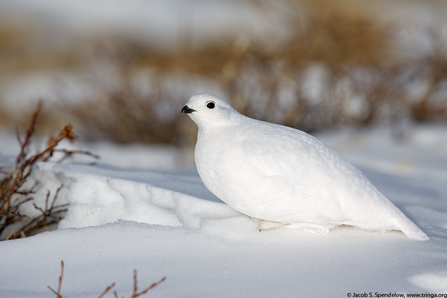 White-tailed Ptarmigan