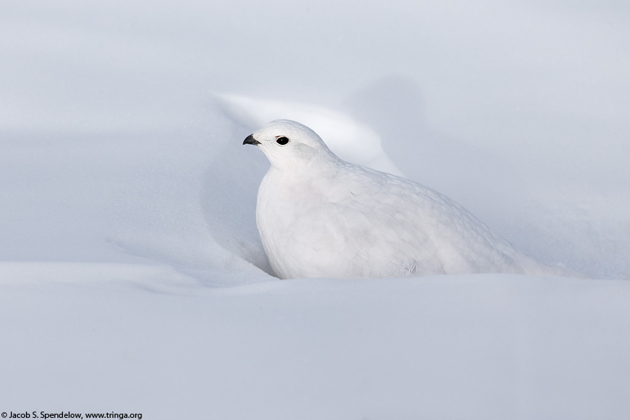 White-tailed Ptarmigan