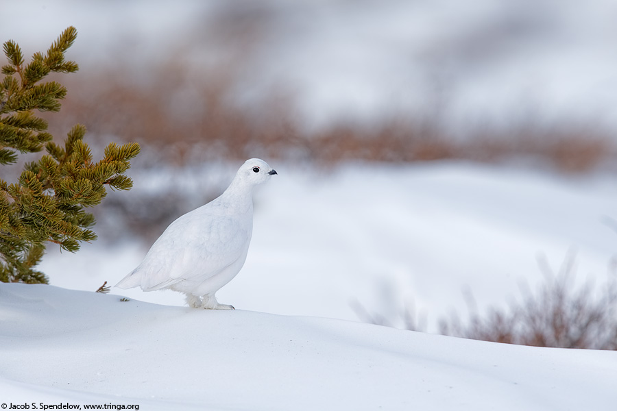 White-tailed Ptarmigan