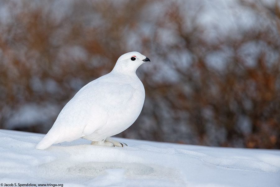 White-tailed Ptarmigan