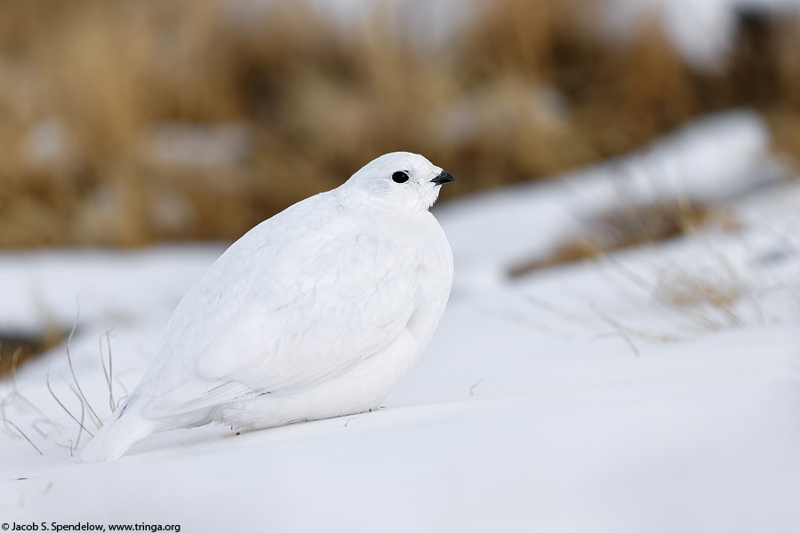 White-tailed Ptarmigan