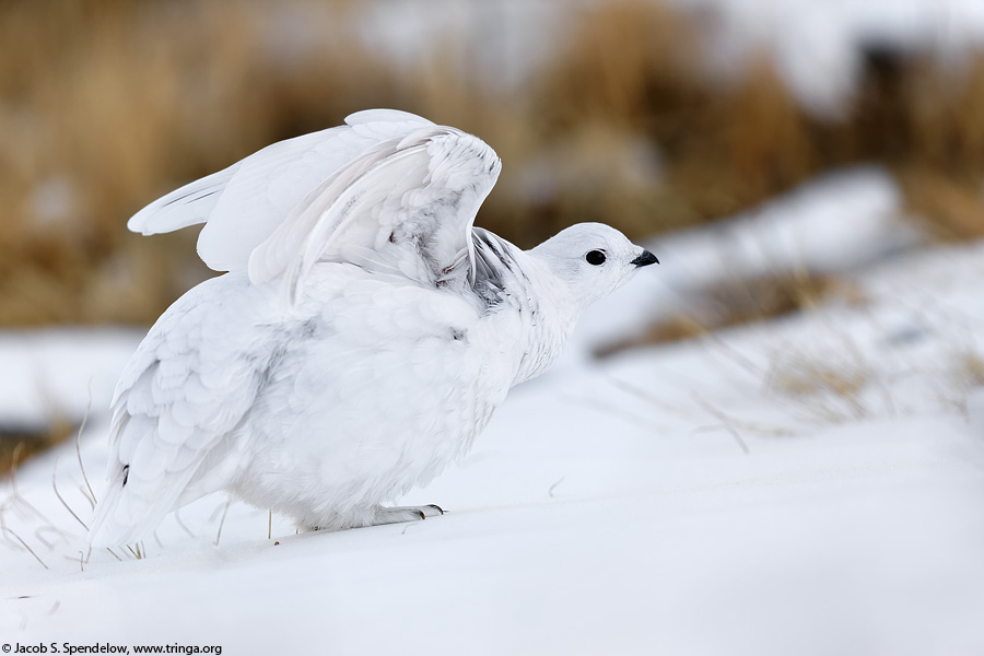 White-tailed Ptarmigan