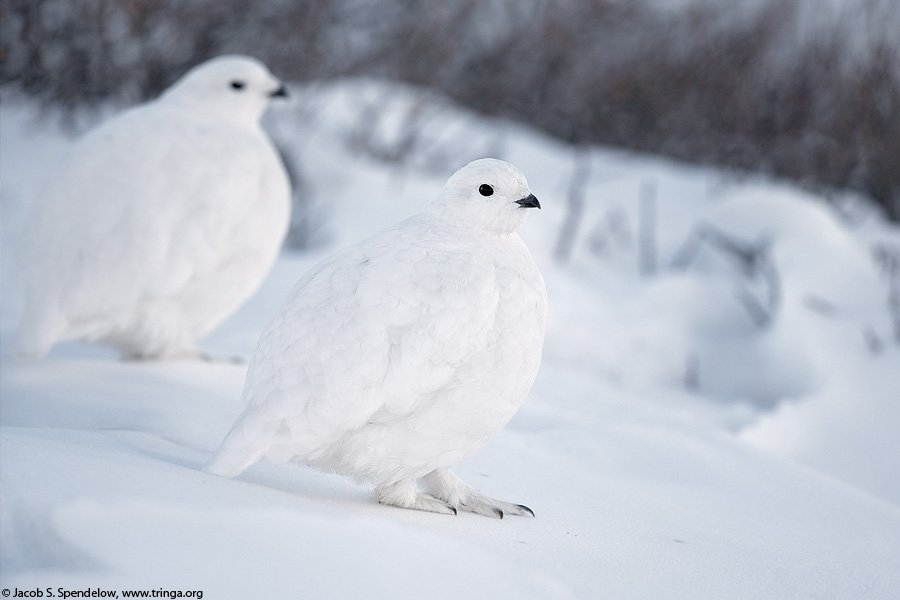 White-tailed Ptarmigan