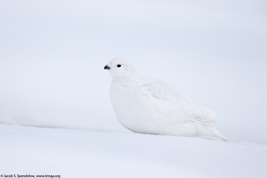 White-tailed Ptarmigan