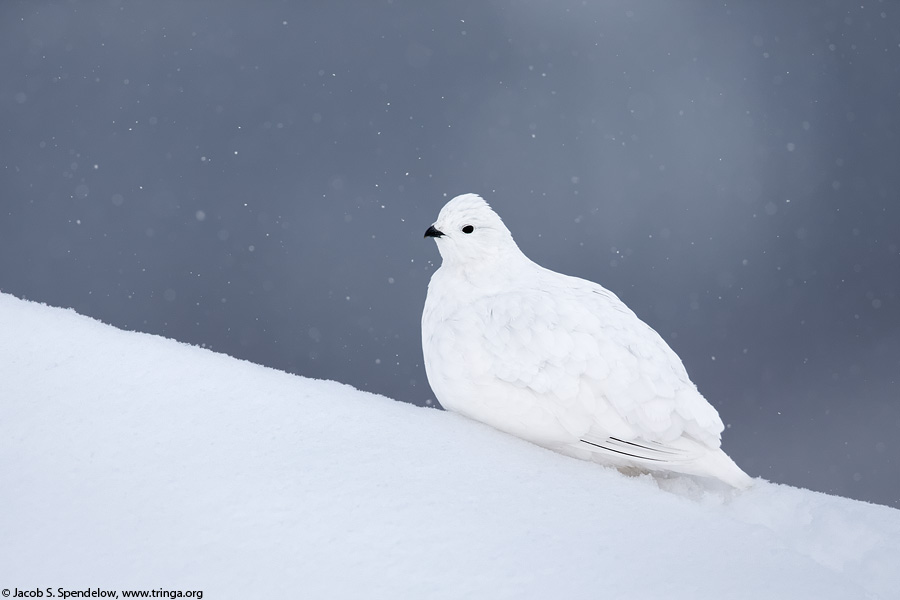 White-tailed Ptarmigan