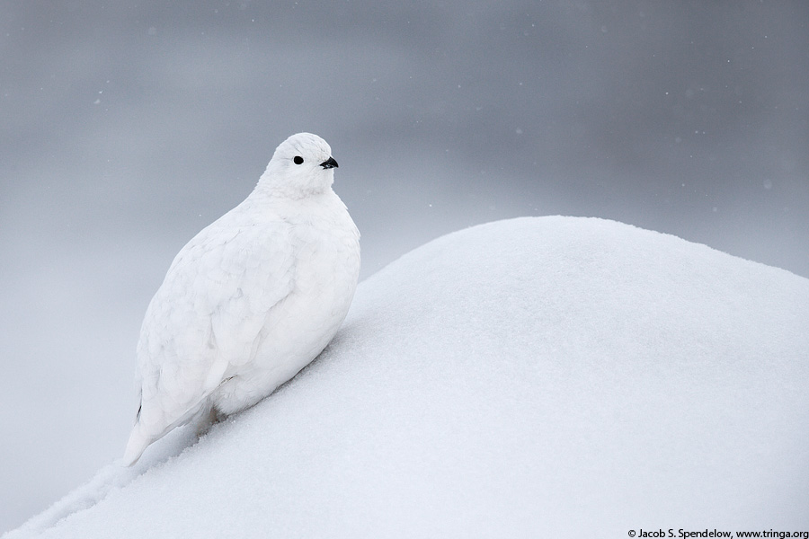 White-tailed Ptarmigan