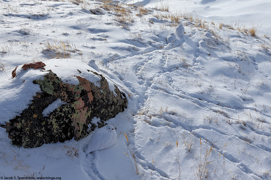 White-tailed Ptarmigan