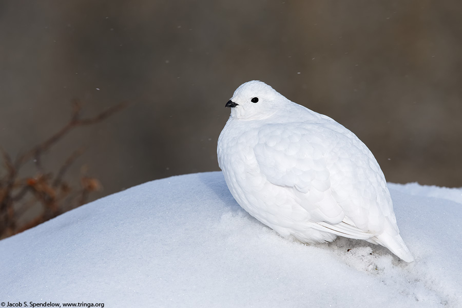 White-tailed Ptarmigan