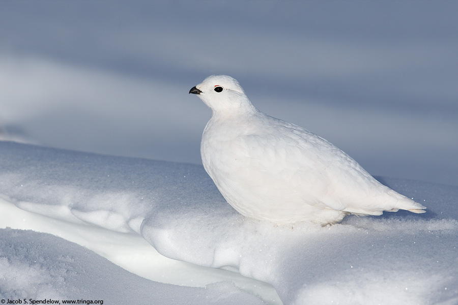 White-tailed Ptarmigan