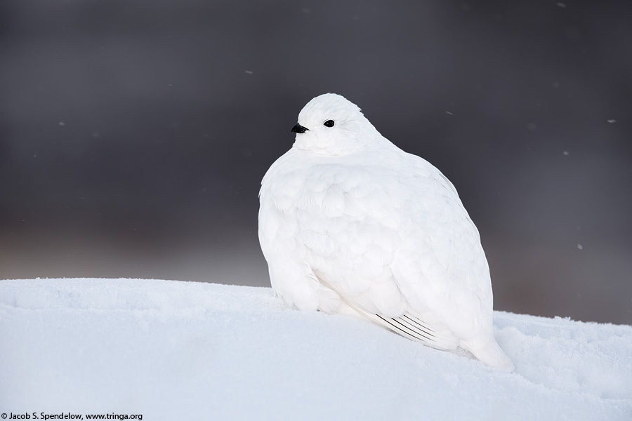 White-tailed Ptarmigan