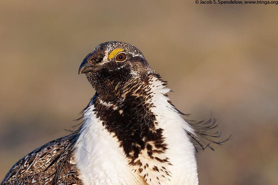 Greater Sage-Grouse