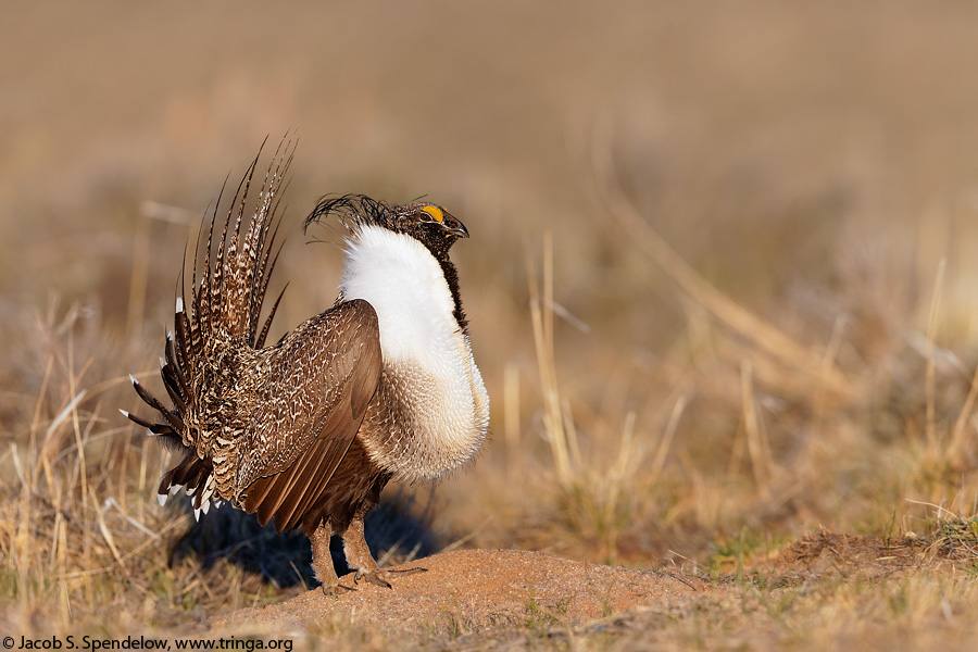 Greater Sage-Grouse