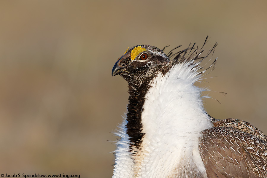 Greater Sage-Grouse