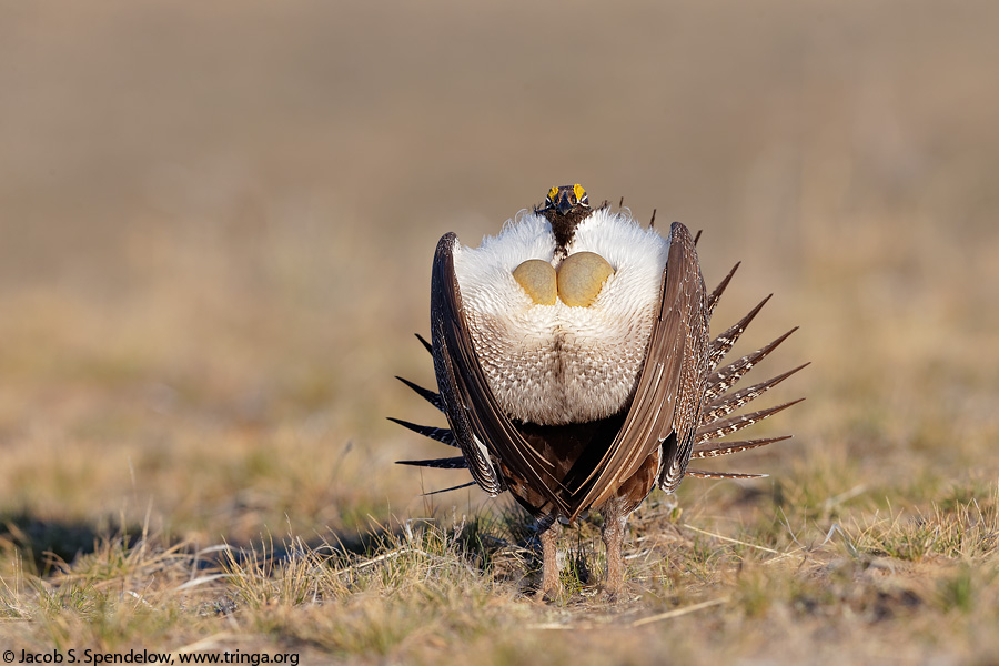 Greater Sage-Grouse