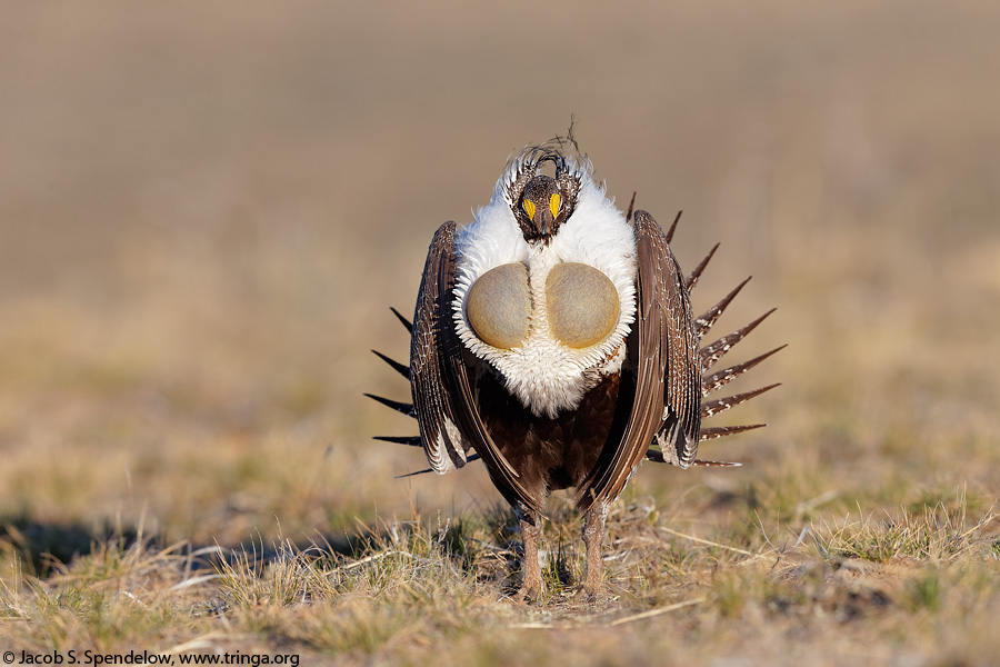 Greater Sage-Grouse