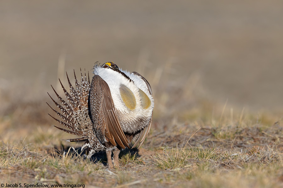 Greater Sage-Grouse