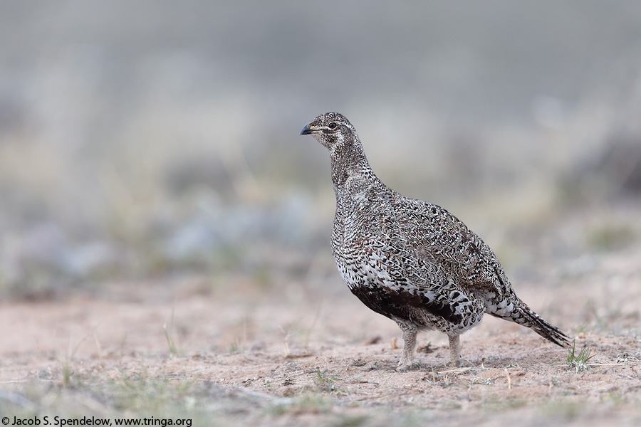 Greater Sage-Grouse