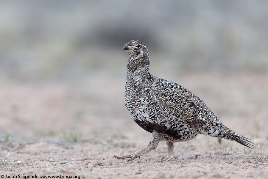 Greater Sage-Grouse