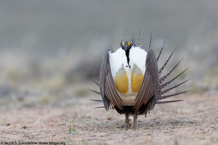 Greater Sage-Grouse