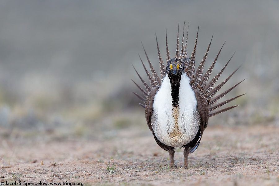 Greater Sage-Grouse