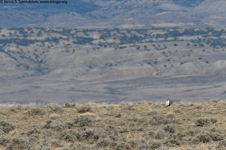 Greater Sage-Grouse