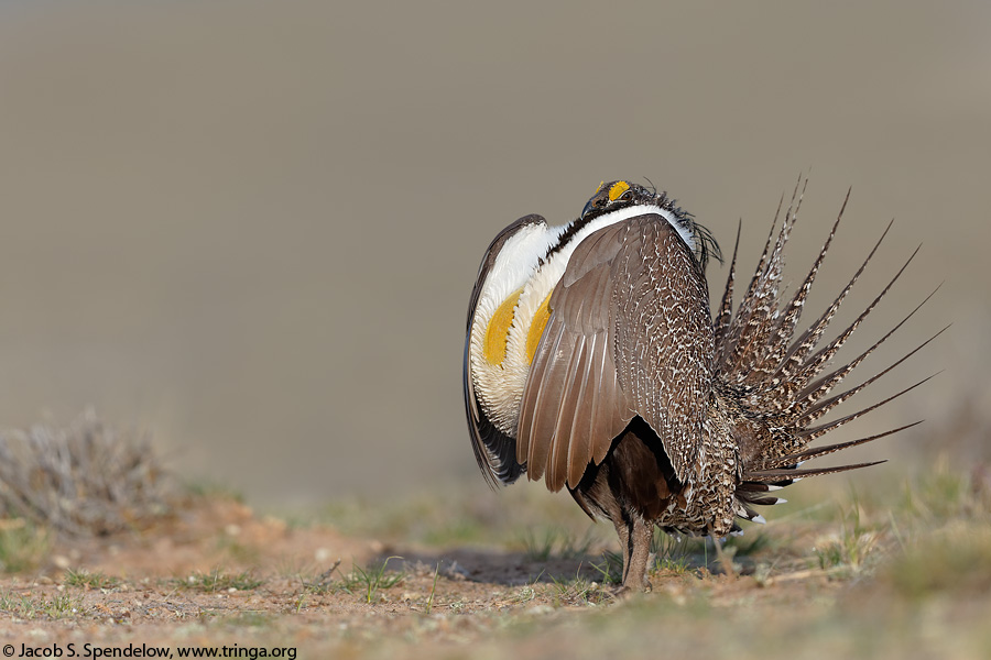 Greater Sage-Grouse