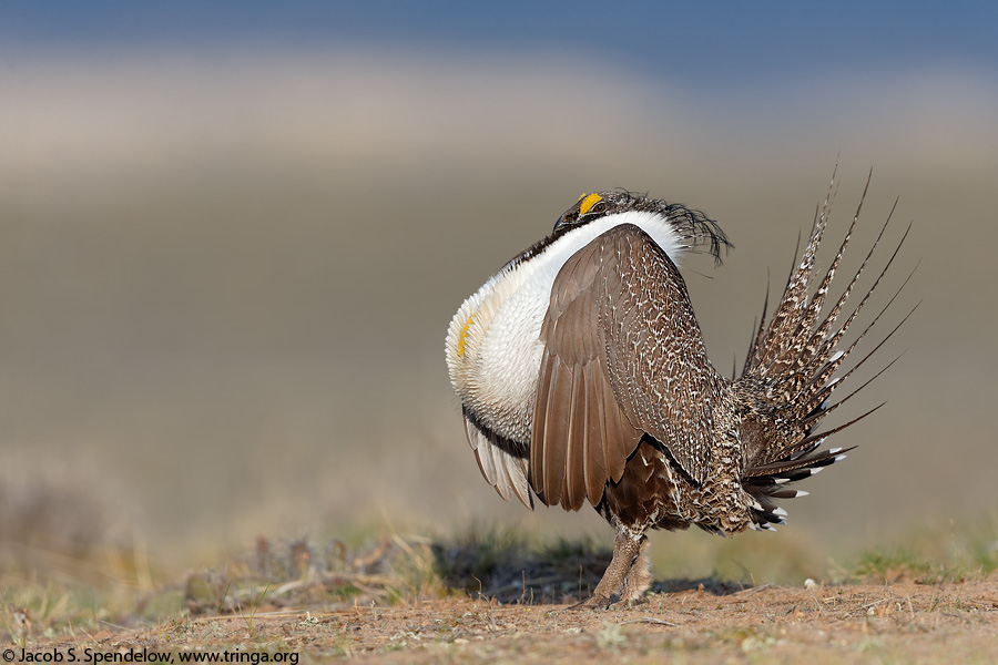 Greater Sage-Grouse