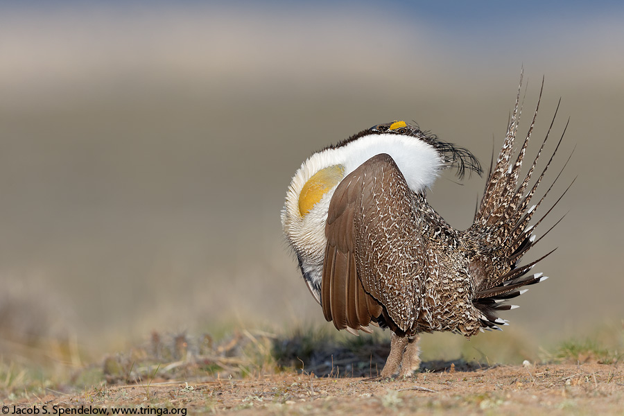 Greater Sage-Grouse