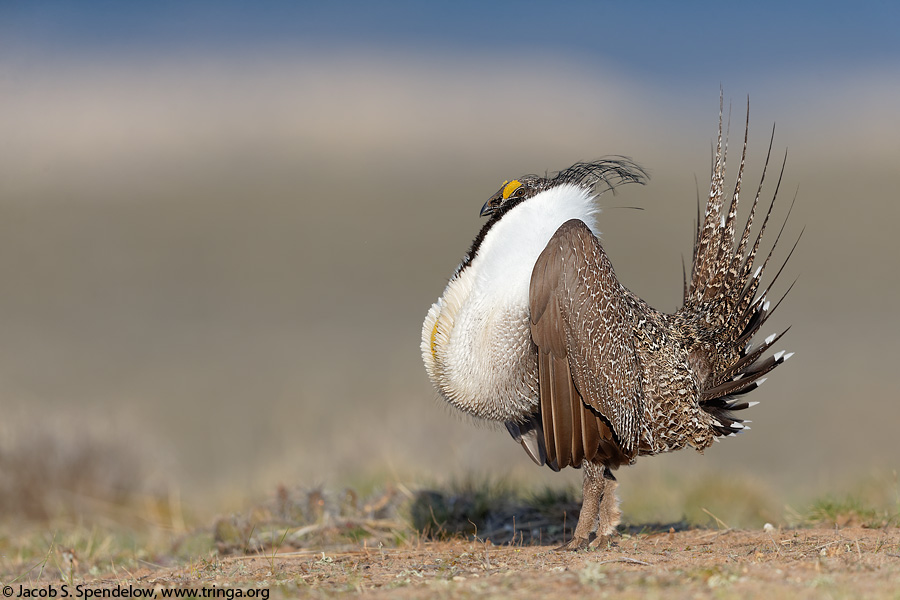 Greater Sage-Grouse