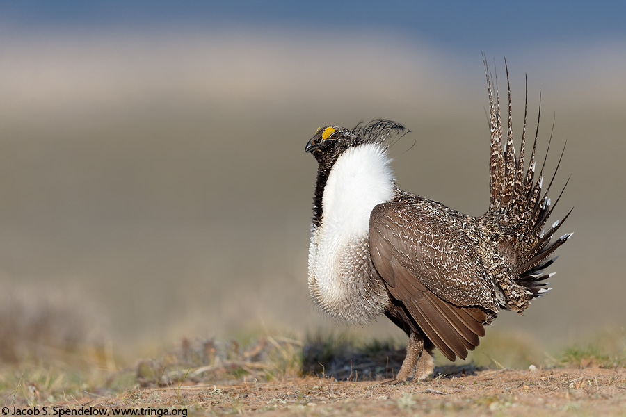 Greater Sage-Grouse