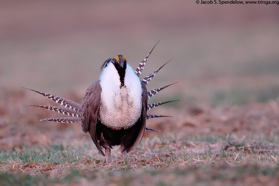 Gunnison Sage-Grouse