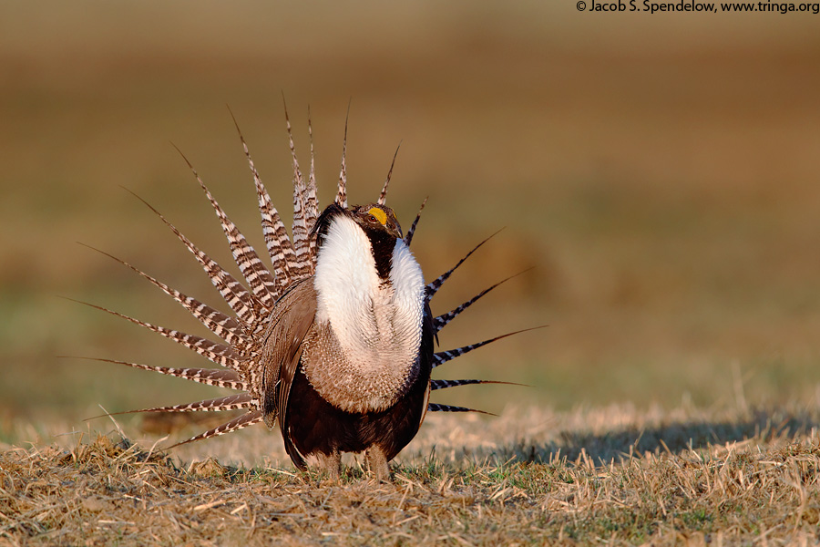 Gunnison Sage-Grouse