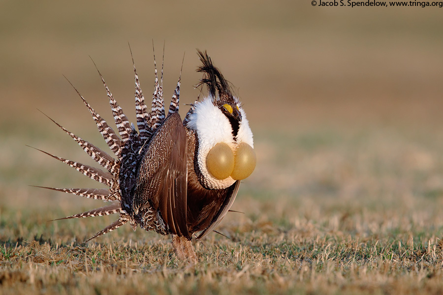 Gunnison Sage-Grouse