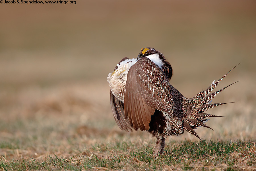 Gunnison Sage-Grouse