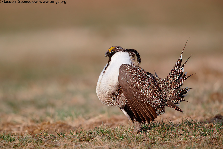 Gunnison Sage-Grouse