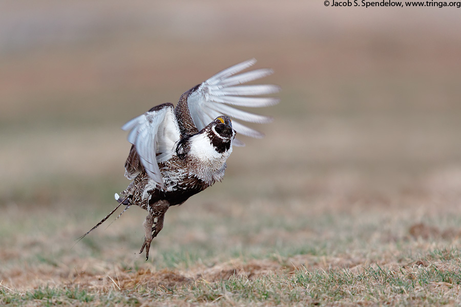 Gunnison Sage-Grouse