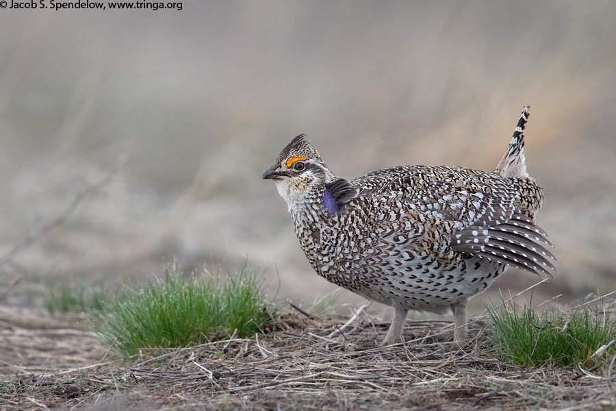 Sharp-tailed Grouse