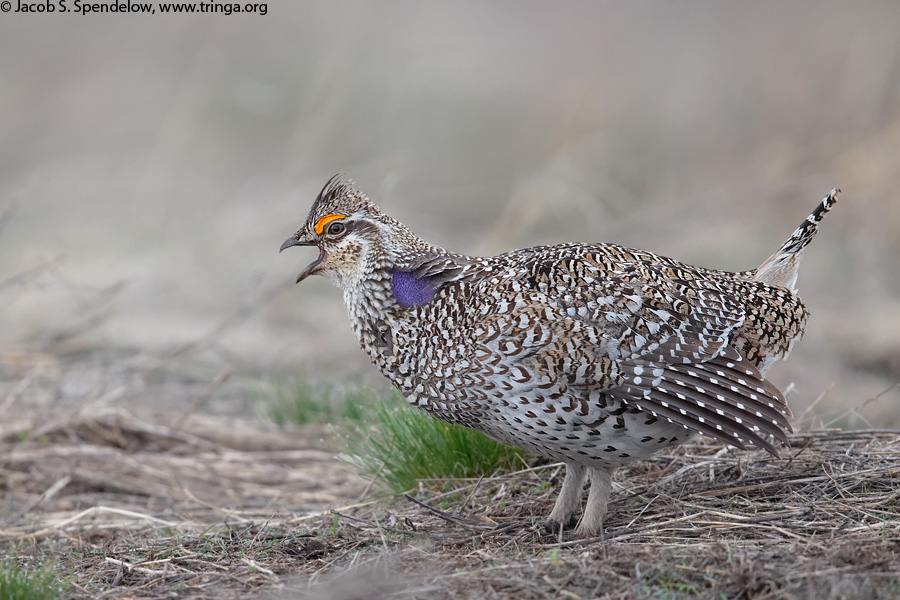 Sharp-tailed Grouse