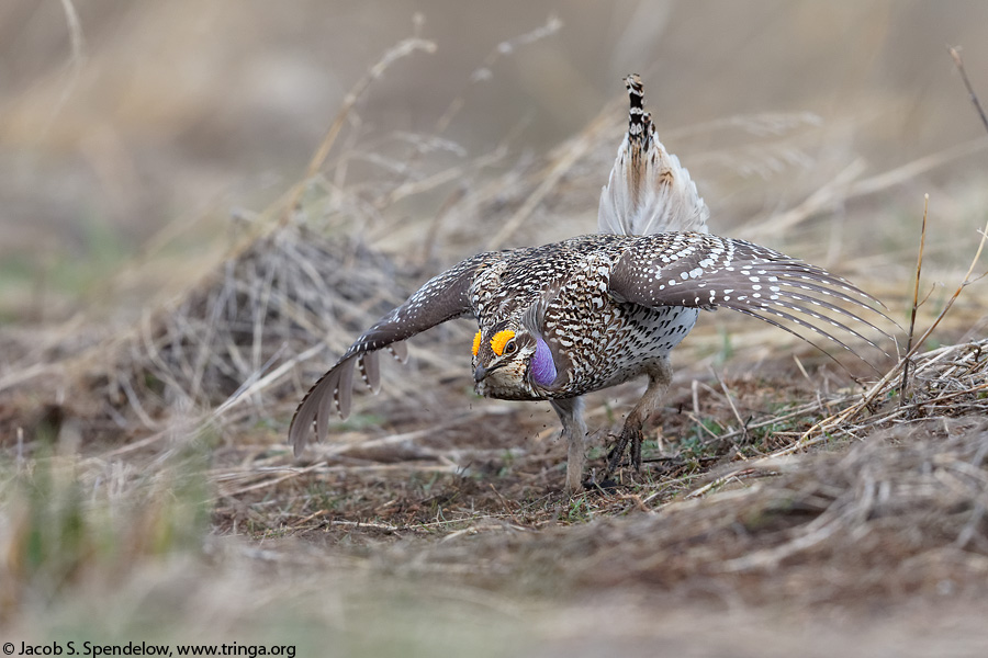 Sharp-tailed Grouse