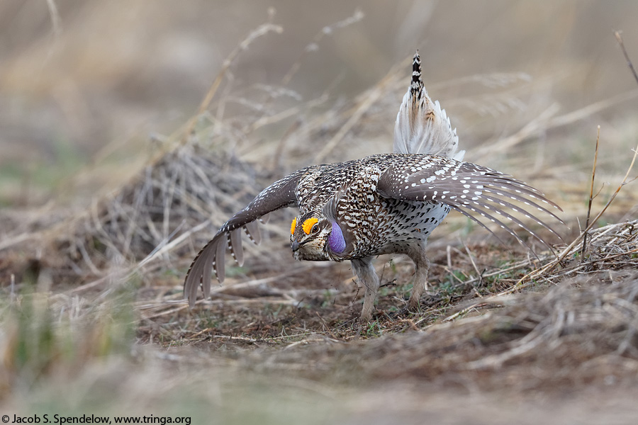 Sharp-tailed Grouse