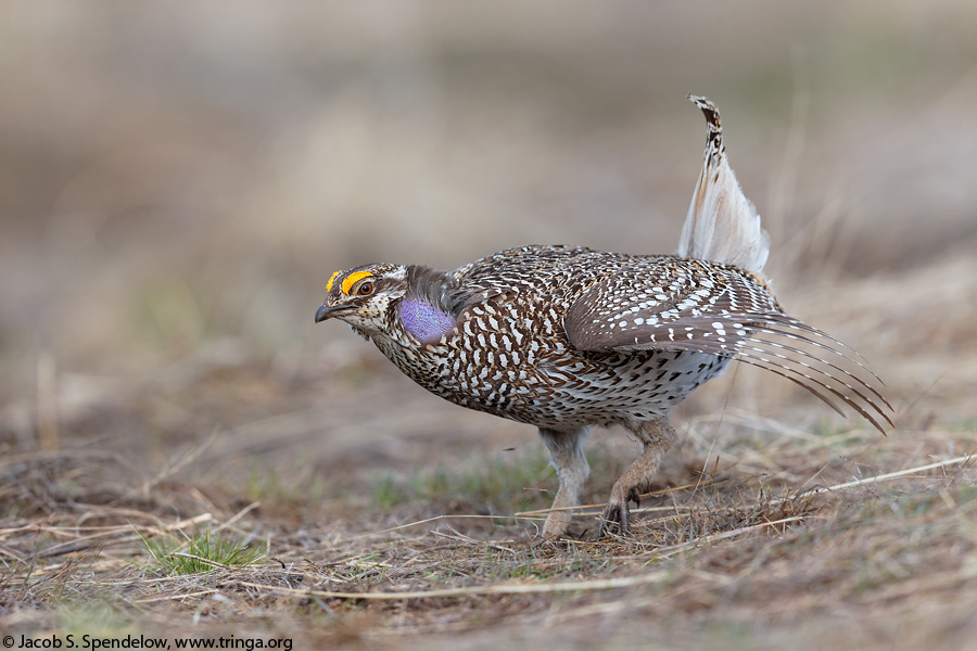 Sharp-tailed Grouse