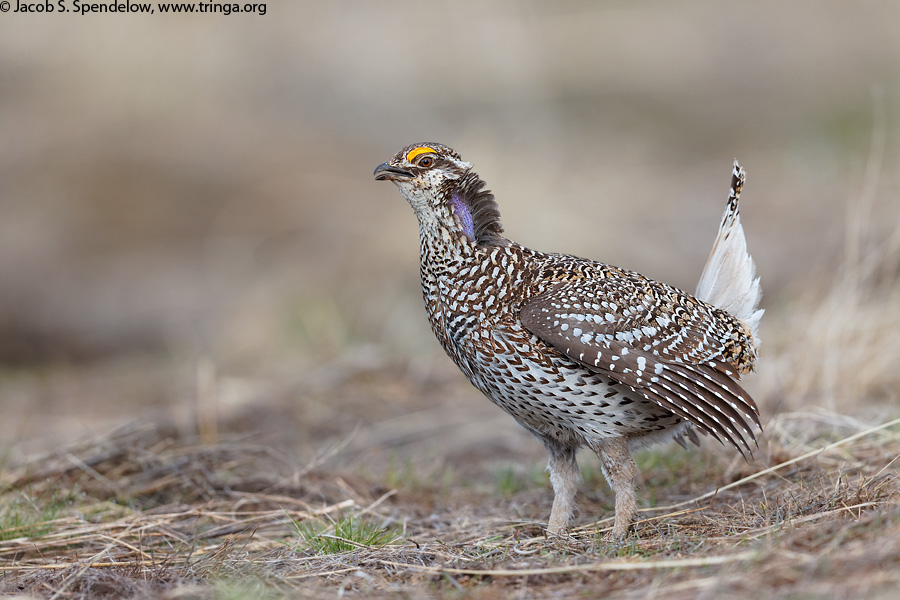 Sharp-tailed Grouse