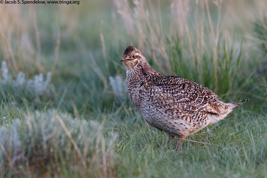 Sharp-tailed Grouse