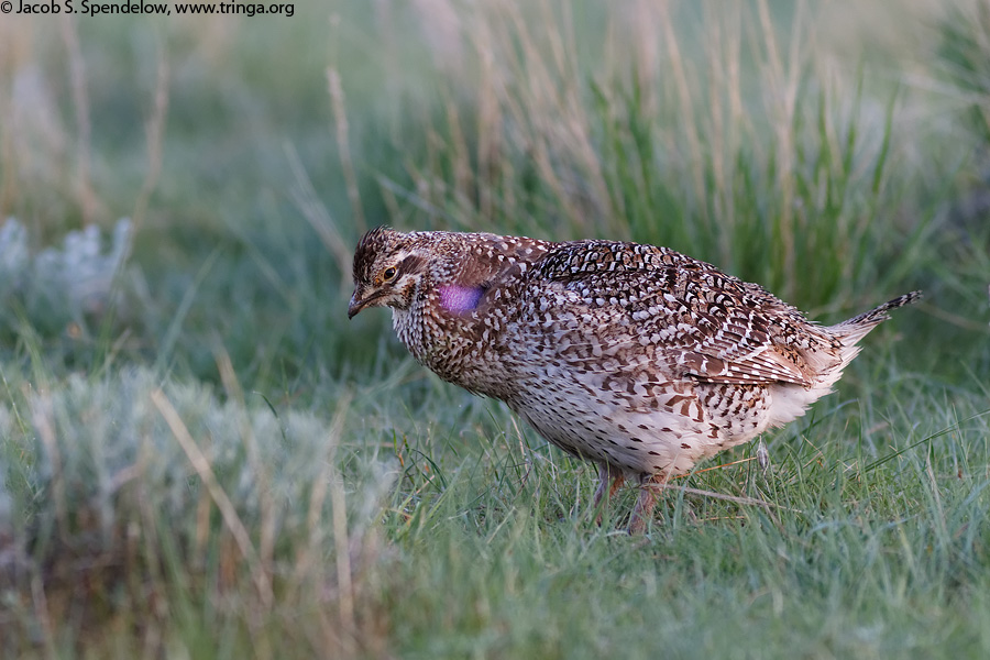 Sharp-tailed Grouse