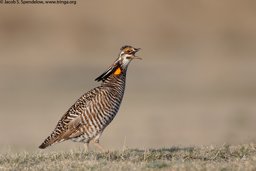 Greater Prairie-Chicken