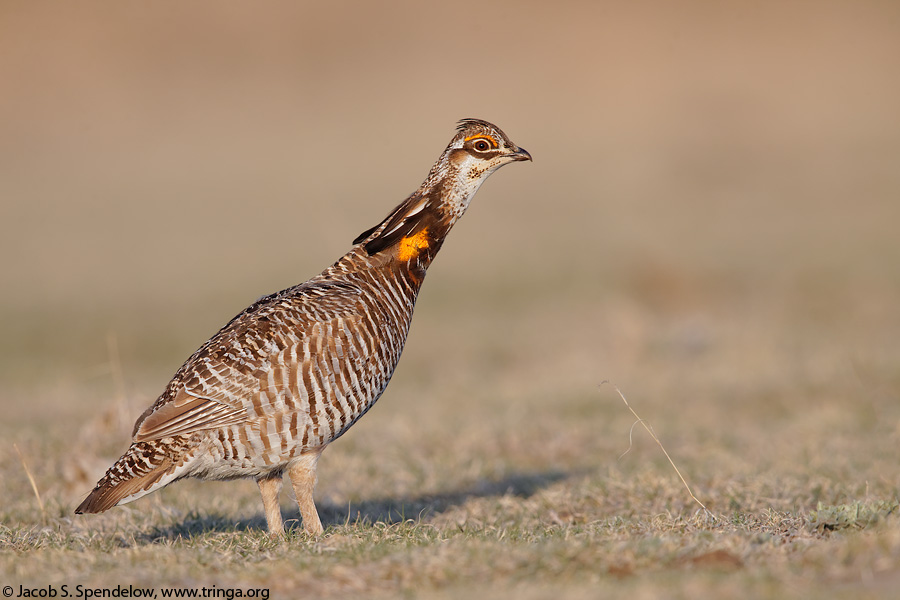 Greater Prairie-Chicken