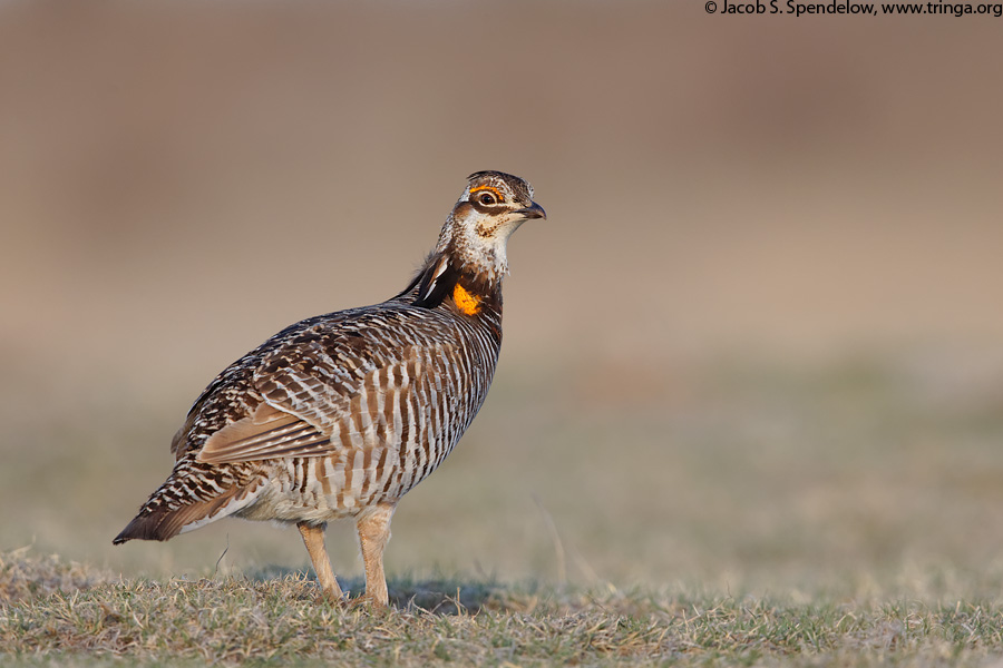 Greater Prairie-Chicken