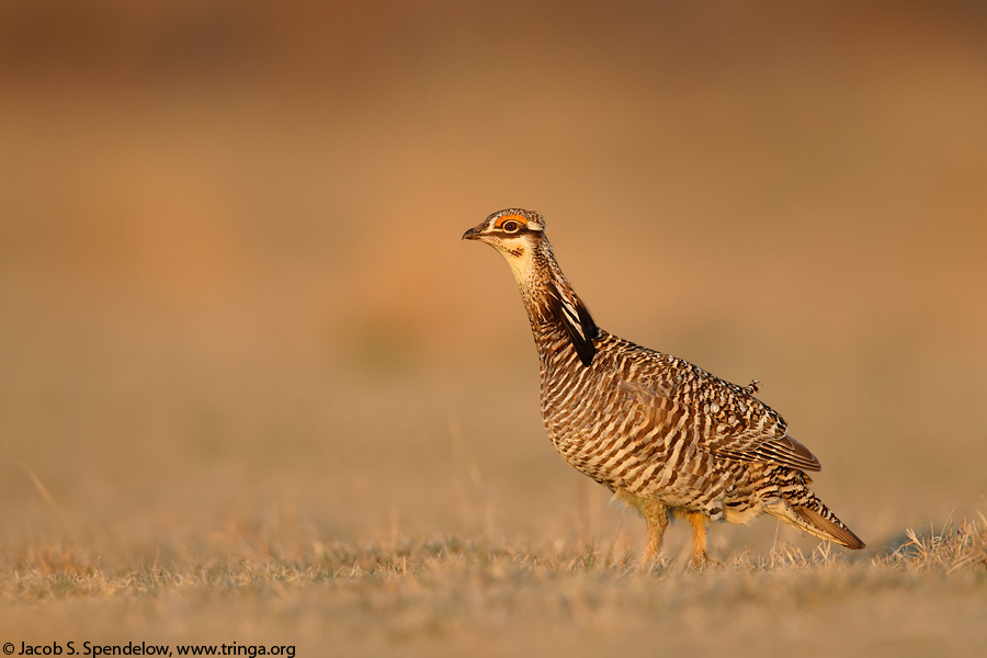 Greater Prairie-Chicken