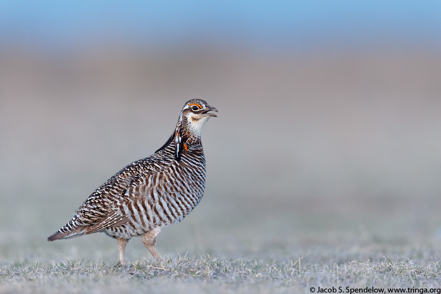 Greater Prairie-Chicken